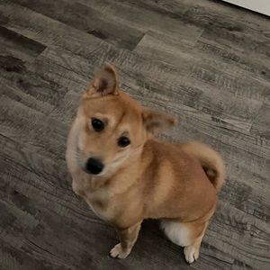 Meet your Posher, Imani